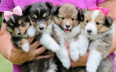 CKC reg’d Shetland Sheepdog (Sheltie) Puppies Available, View more