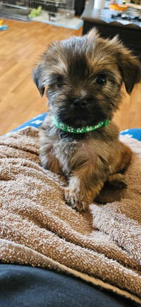 Toy yorkie mix ready for rehoming