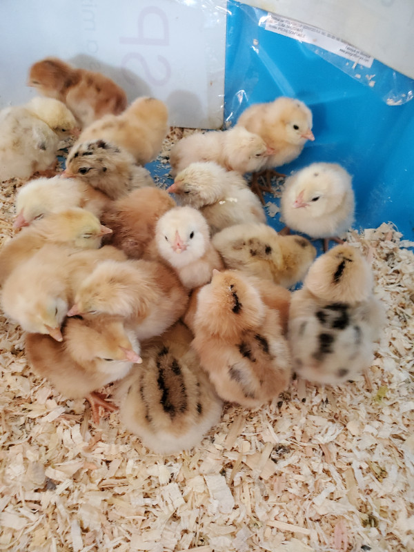 Chicks: Hedemora, Bantees, Mixed Egg Layers & Mature Turkey Hens in Livestock in Quesnel