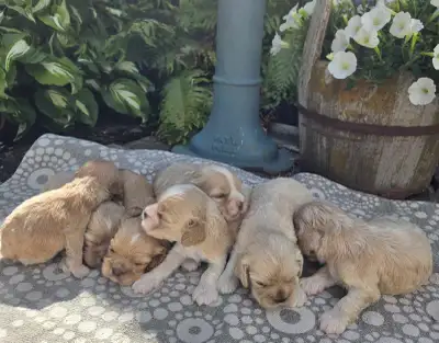 Adorable American Cocker Spaniel Puppies , View more