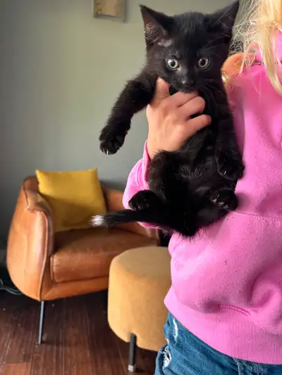 One Black Male Kitten Available, View more