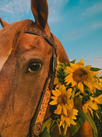 Reg Appaloosa Stallion, View more