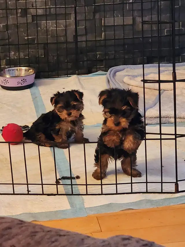 Yorkshire puppies in Dogs & Puppies for Rehoming in Ottawa - Image 3