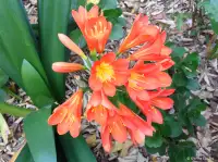 Ten Clivia Plants in One! Green Thumb Enthusiasts!!
