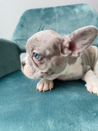 Top quality French Bull Dog Puppy
