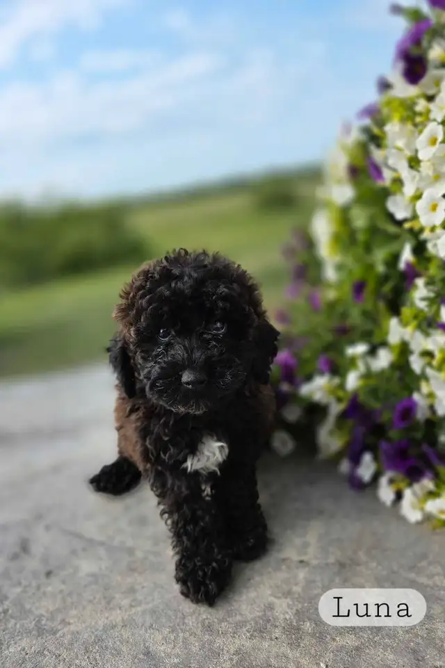 Poodle puppies in Dogs & Puppies for Rehoming in Winnipeg - Image 3