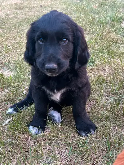 Two males with long hair and one female with short hair available. Come with first shots, deworming,...