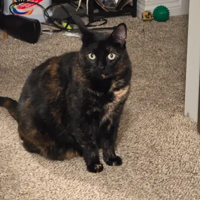 Rehoming a sweet  a girl cat, View more