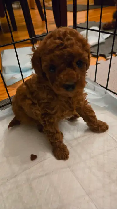 Purebred toy poodle for sale, View more