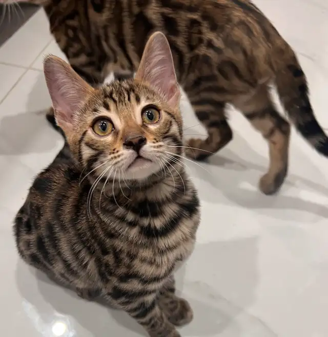 chaton bengal in Cats & Kittens for Rehoming in City of Montréal - Image 4