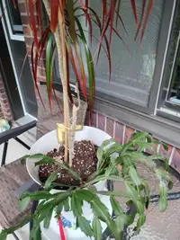Plants:  Dragon plant and Holiday cactus