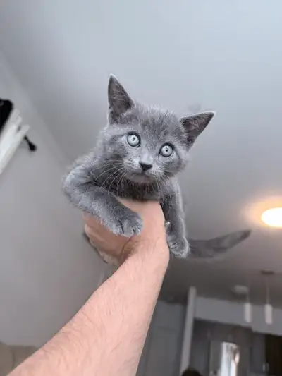 Stunning Russian blue male kitten vaccinated, View more