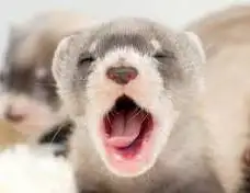 baby ferrets , Bébé furets, View more