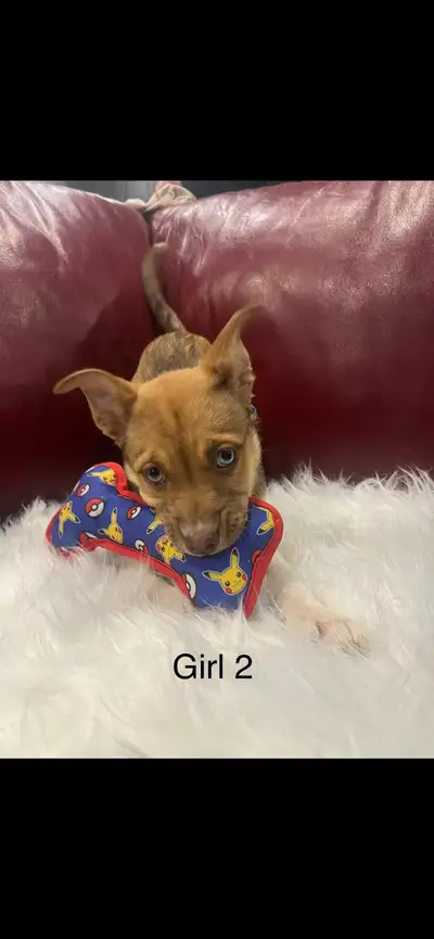 Mixed puppies  only serious Inquiries please and thx, View more