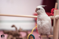❤️⭐❤️ BABY Cockatiel ❤️ with Cage and Food❤️⭐❤️