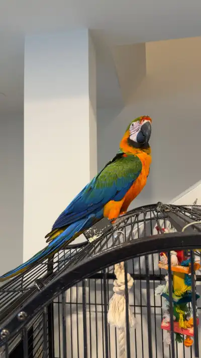 catalina macaw pair, View more