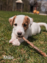 Chiots Jack Russell 