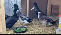 4 male Ducks Pekin cross