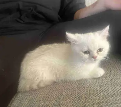 chaton de 3 mois, View more