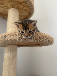 Adorable Bengal kittens for sale 