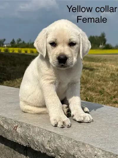 Adorable English Labrador retriever puppies, View more