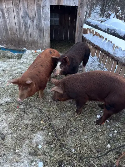 female pigs , View more