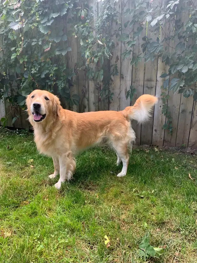 Golden Retriever Pup Waitlist in Dogs & Puppies for Rehoming in Owen Sound - Image 4
