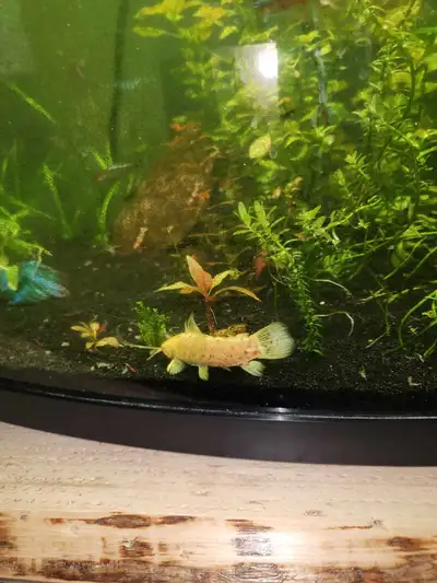 Hoplo catfish (Megalechis thoracata) is a popular freshwater aquarium fish belonging to the Callicht...