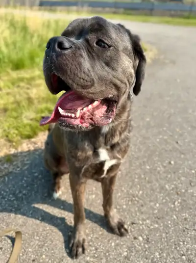 Cane Corso X Neapolitan Mastiff, View more