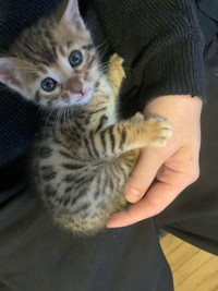 Bébé bengal