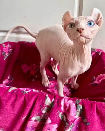 chatons sphynx kittens , View more