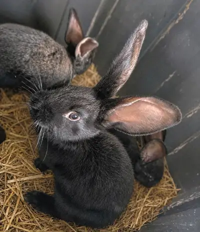 4 Continental Giant x Femish Giant bunnies available. Father is a purebred registered continental. B...