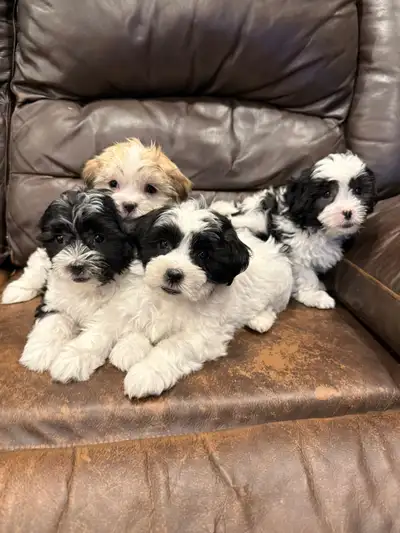 Shih Tzu mix Puppies, View more