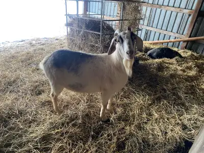 adult female goat for sale, View more
