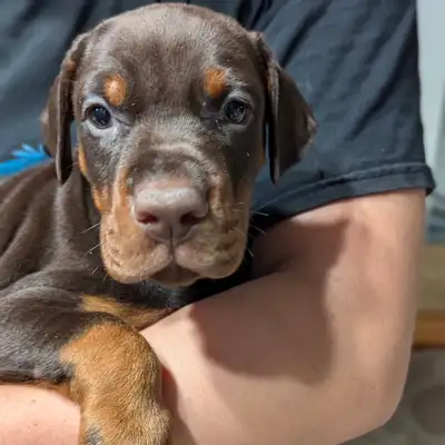 We have a litter planned due June 12, 2025 and still have few spots available. Only black /rust pupp...