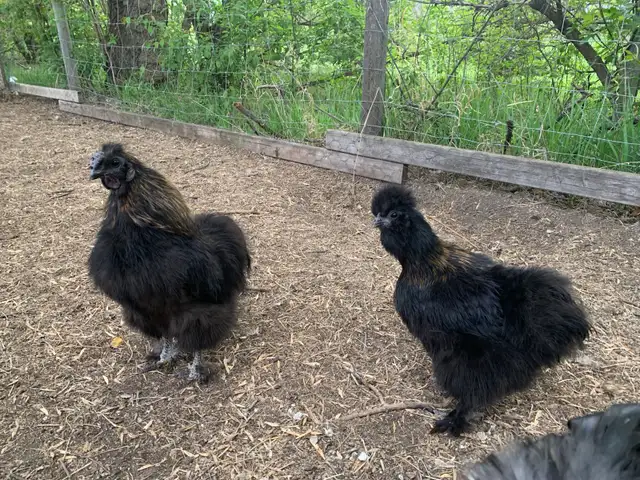 100% PURE BRED silkie hatching eggs!!! | Livestock | St. Albert | Free ...