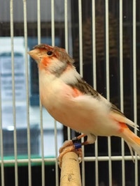 canaries Kawartha Lakes Peterborough Area Preview