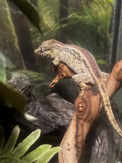 gargoyle gecko +set-up, View more