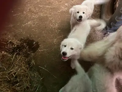 puppies for sale, View more