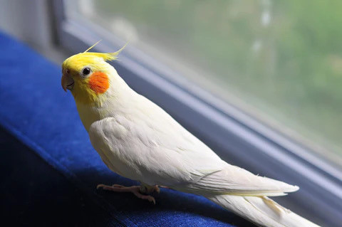 WANTED FEMALE COCKATIEL - ALBINO OR LUTINO in Birds for Rehoming in Kitchener / Waterloo
