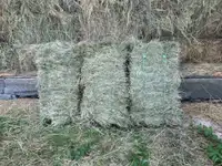 Balieboro Hay for Sale