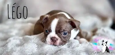 Chiots Boston terrier - 2 Mâles Dispos, View more