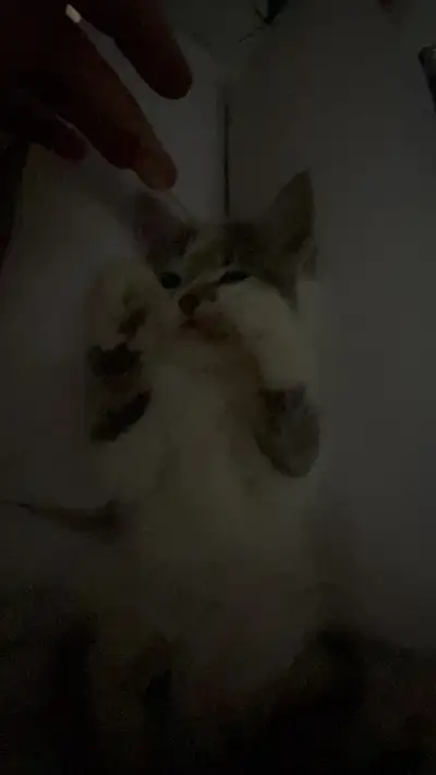 1-3 years of experience in retail and I’ve worked in fast food and in cafe. I have food handlers and...