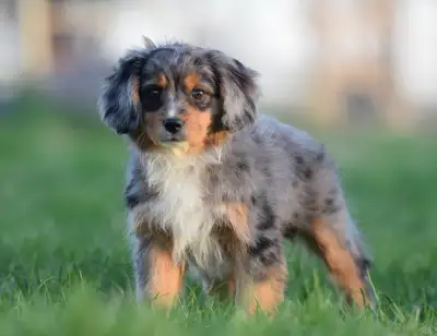 Mom is an Australian Shepherd and dad is a Cavalier King Charles Spaniel. The pups are super friendl...