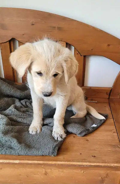 Mom is German shepherd, chocolate lab mix. Dad is poodle and border collie. Give these puppies a new...