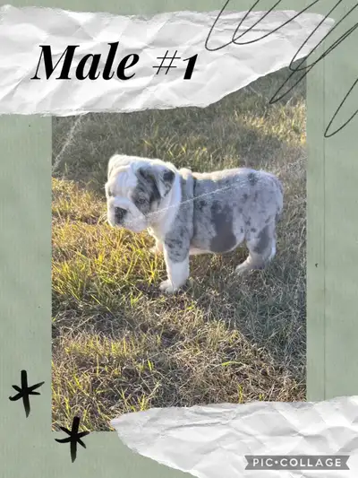 English Bulldog Puppies, View more