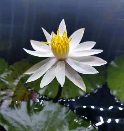 Young Tiger Lotus plant (pic 3) about 4x4" rooted for $10, View more