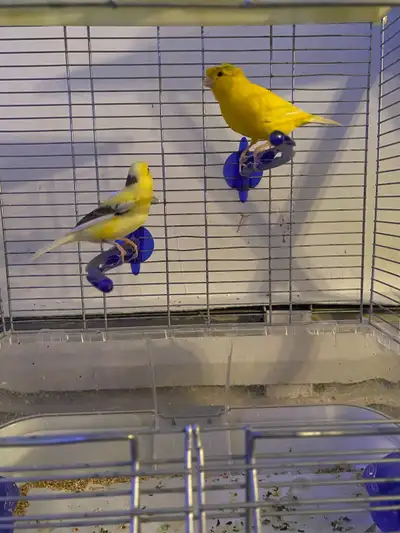 I have a pair of crested canary available for breeding they are very healthy and happy let me know i...