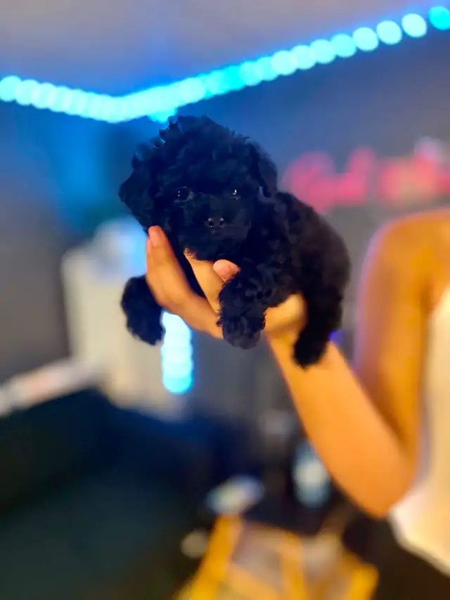 Adorable Female Tiny ✨ Toy ✨ Shihpoo Puppies in Dogs & Puppies for Rehoming in City of Toronto - Image 4