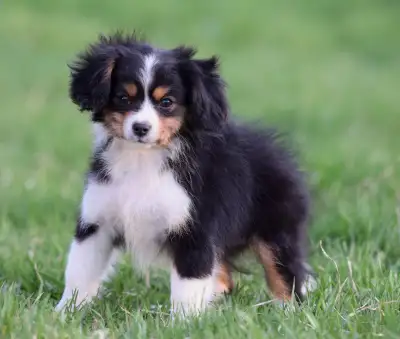 Aussilier Pups, View more